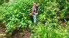 Invasive species control Himalayan Balsam