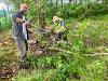 Pruning back over hanging vegetation