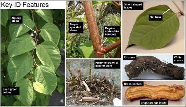 Image depicting signs and examples of Japanese knotweed.