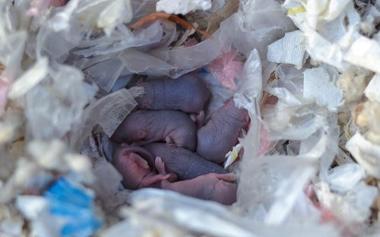 baby rats in fly tipping