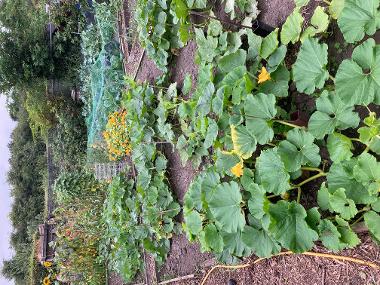 Allotment